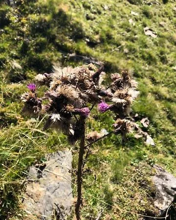 Alpapart - Innsbruck 公寓 艾伦伯根